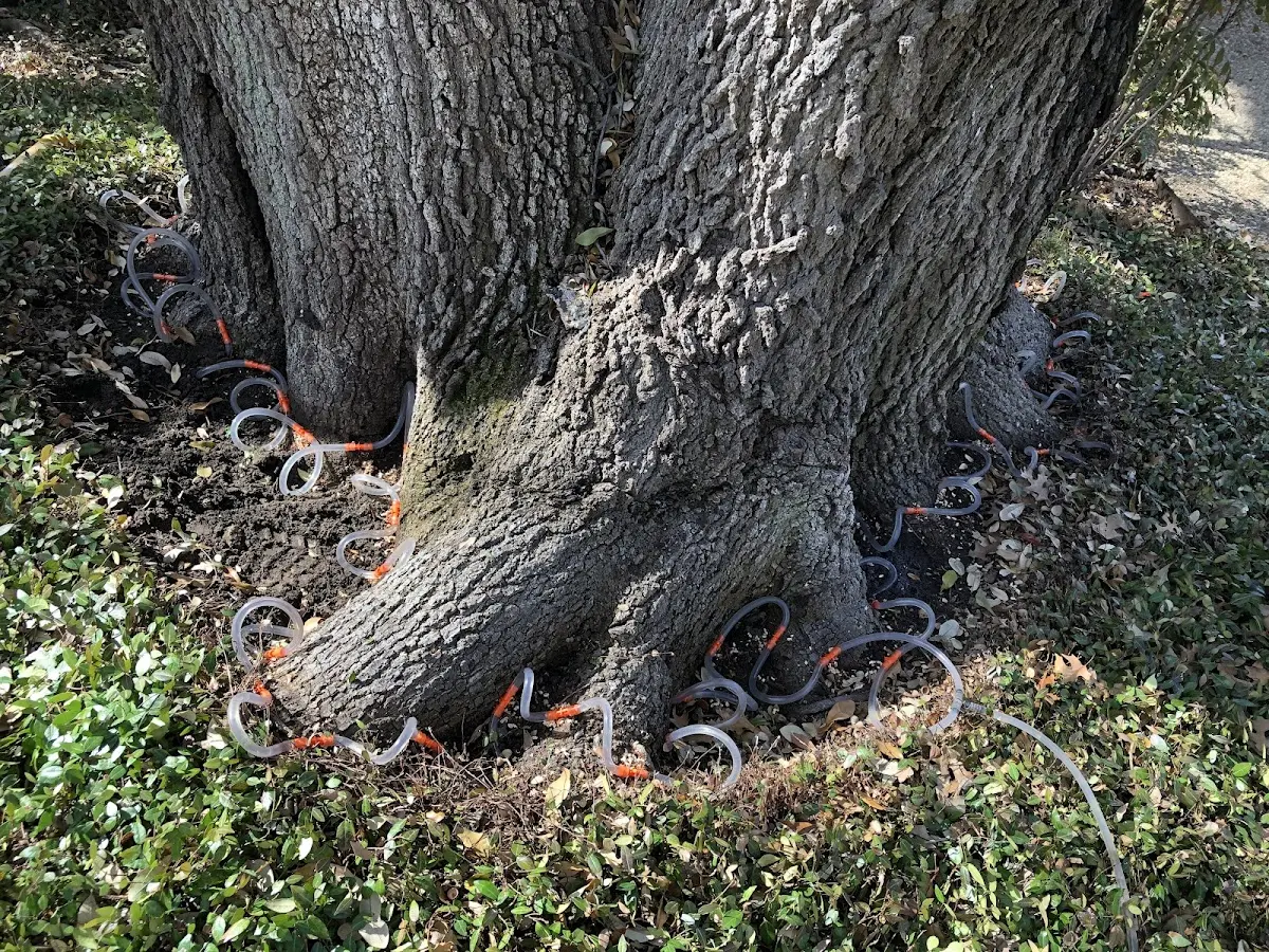 Detailed Tree Cabling and Bracing job site in Rushmore