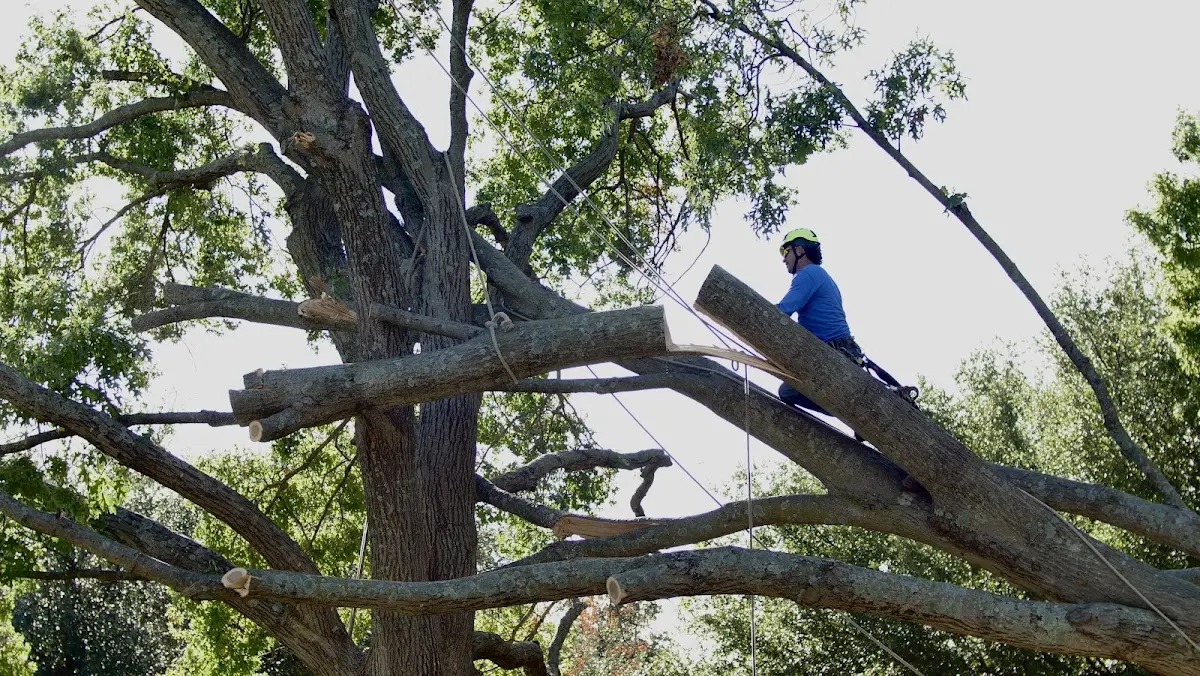 Professional Crown Thinning performed by certified arborists in Rushmore