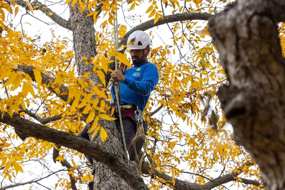 Skilled Tree Trimming crew working in Rushmore