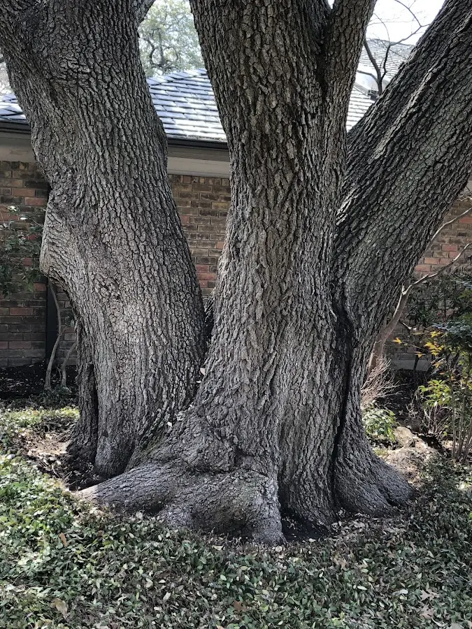 Mature heritage tree close to a Rushmore property cared for by certified arborists
