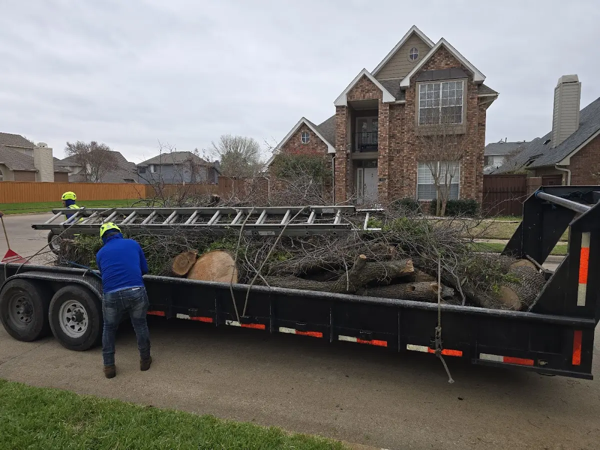 Expert Tree Removal with proper safety equipment in Rushmore